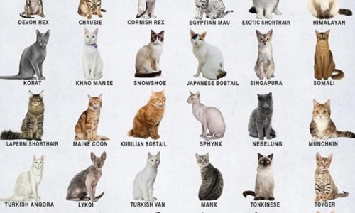 肩颈疼痛特效药有哪些专区_治疗颈肩痛的药专区_肩颈痛的联合用药网